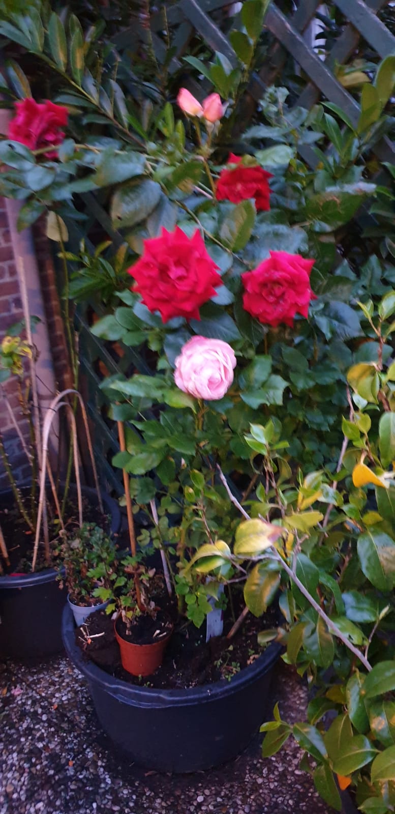 Voortuin rozenstruik. 2020