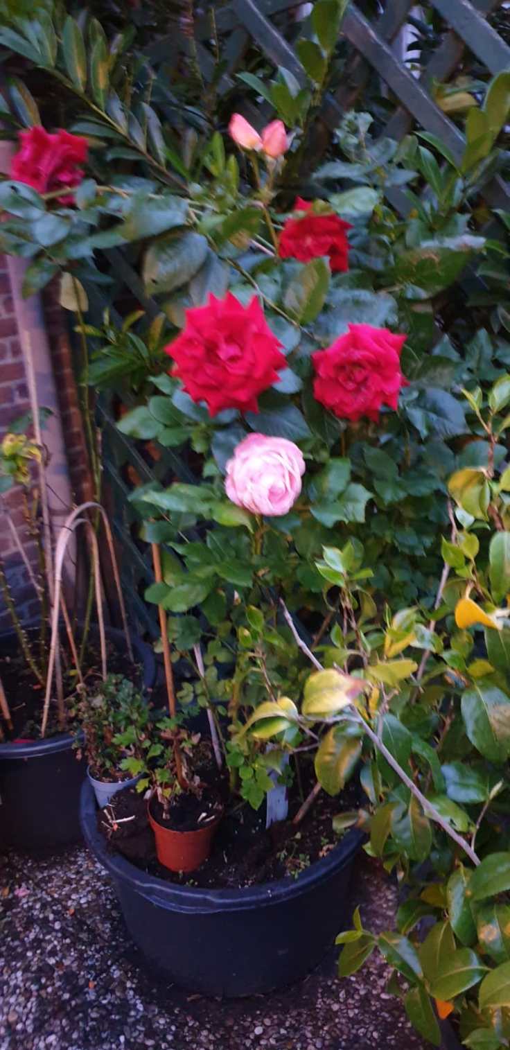 Voortuin rozenstruik. 2020